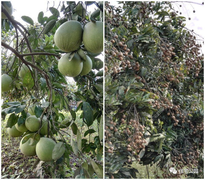 农村人养老还是一层好，四川小伙28万为父母建三合院，美到没邻居