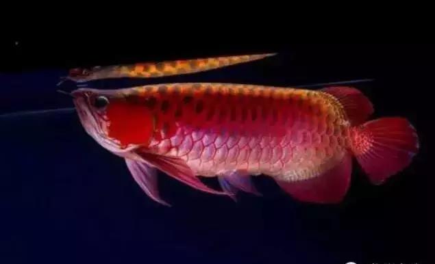 龙鱼怎么鉴别,龙鱼的特征都有哪些