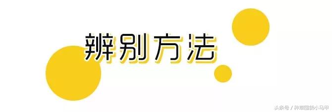 怎么看代购是真是假,真代购和假代购的区别