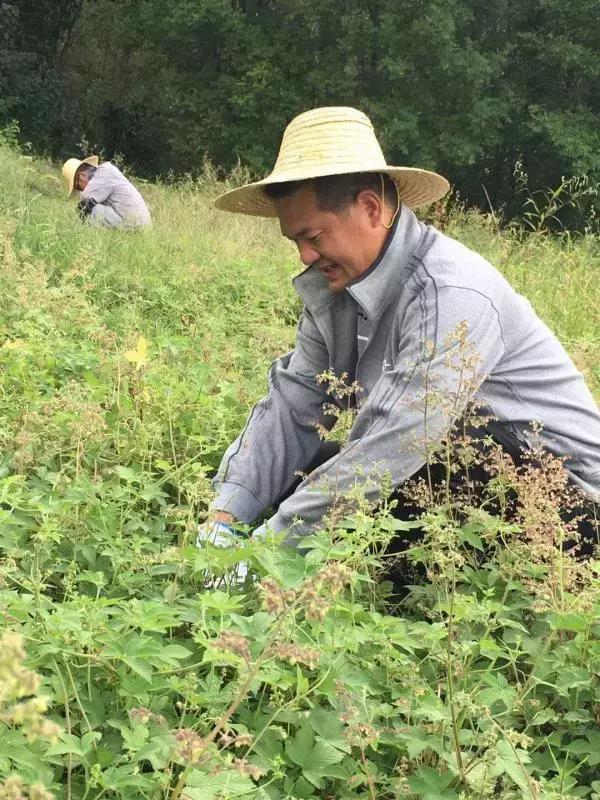 血吸虫的克星吡喹酮,血吸虫天敌