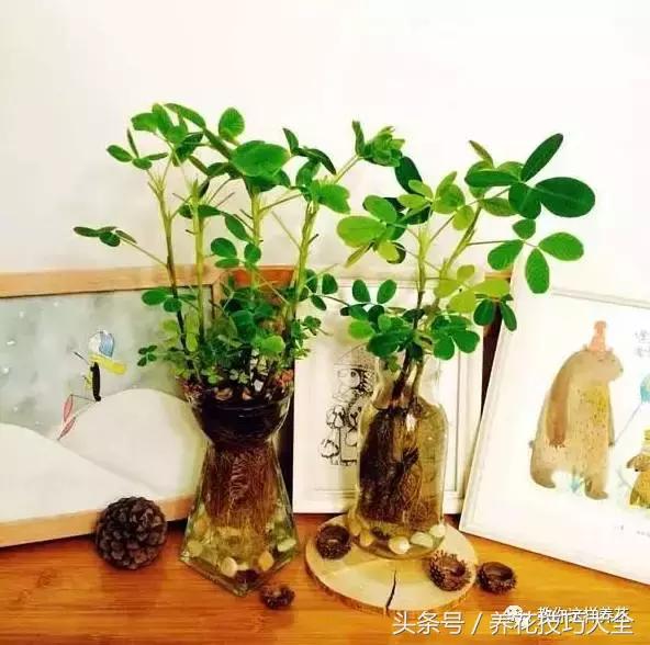 盆栽花生的变化,最好看的盆栽花生