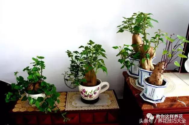 盆栽花生的变化,最好看的盆栽花生