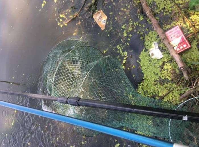 钓鱼钓到外来物种,钓鱼钓到外来入侵物种