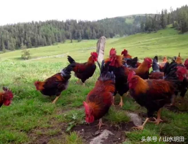 「大吉大利今晚吃鸡」草原红玉鸡草原散养180天吃一口忘不掉