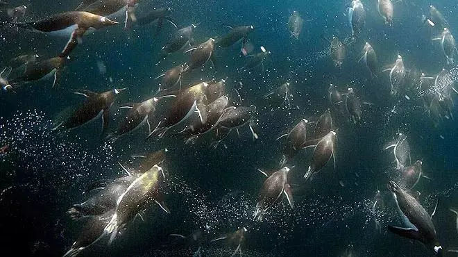 海洋探秘资料,海洋探秘鲨鱼