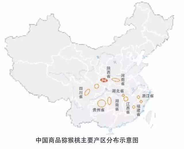 你可能没吃到过好吃的猕猴桃,再也没吃过整个的猕猴桃