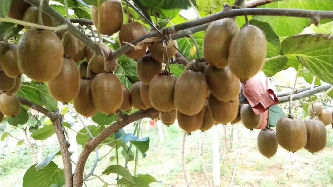 你可能没吃到过好吃的猕猴桃,再也没吃过整个的猕猴桃