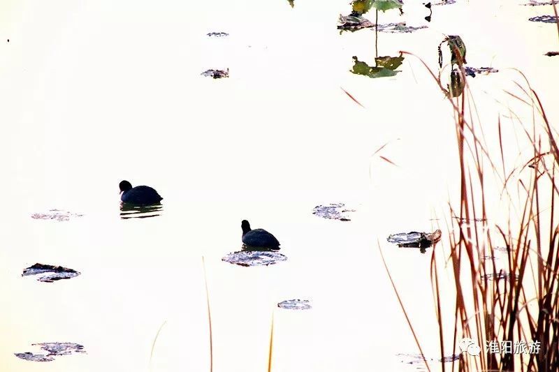 淮阳龙湖荷花盛景照片及描写,淮阳龙湖荷塘