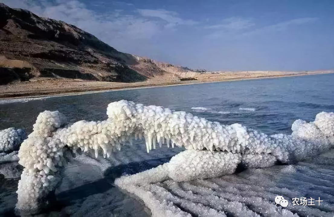 日本卖不掉的食品出现在中国,日本在中国卖的天价的东西