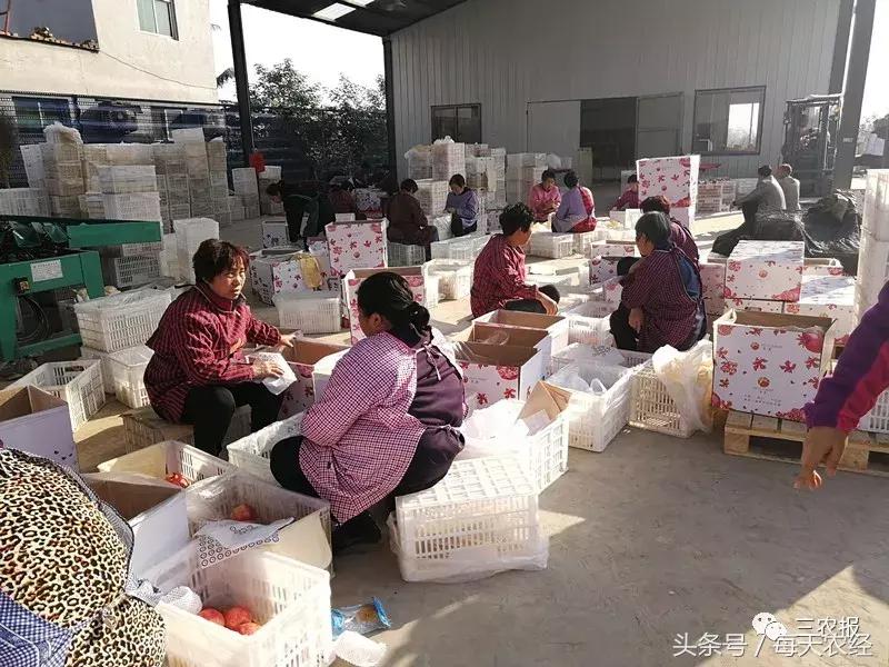 软籽石榴树苗春季修剪,软籽石榴树的栽培修剪