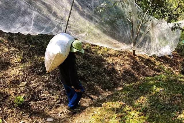 手剥山核桃制作过程,自制山核桃步骤