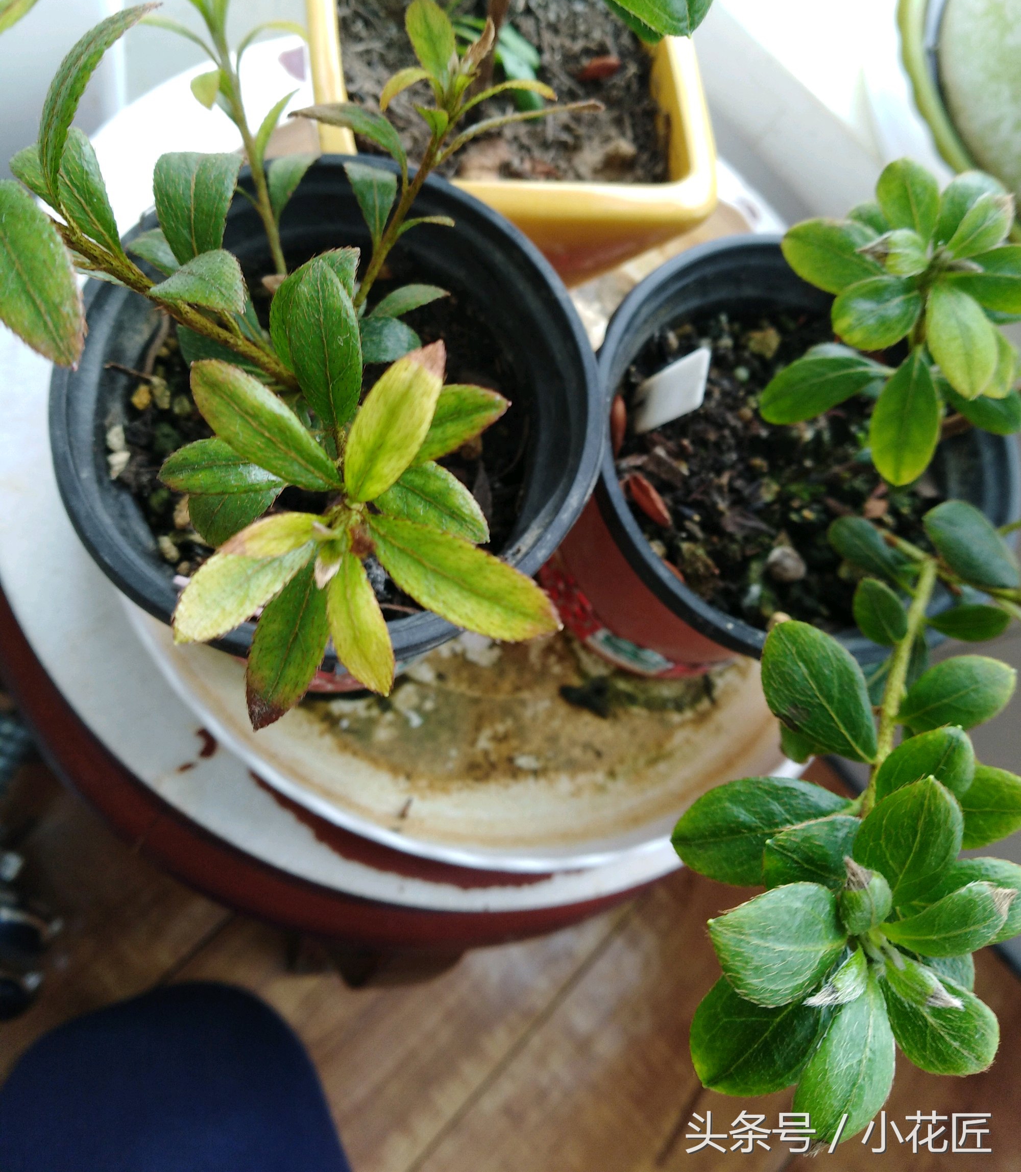 杜鹃花太贫瘠了会死吗,杜鹃花开完花就死了