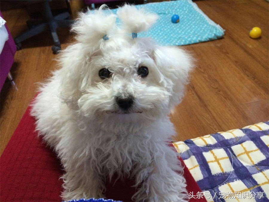 狗狗细小病毒初期怎么治疗,狗狗细小病毒是通过什么传播途径