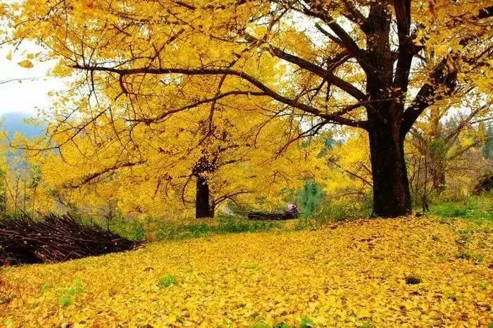 秋在广东很珍贵，若不细心寻找，它便静静地离开了