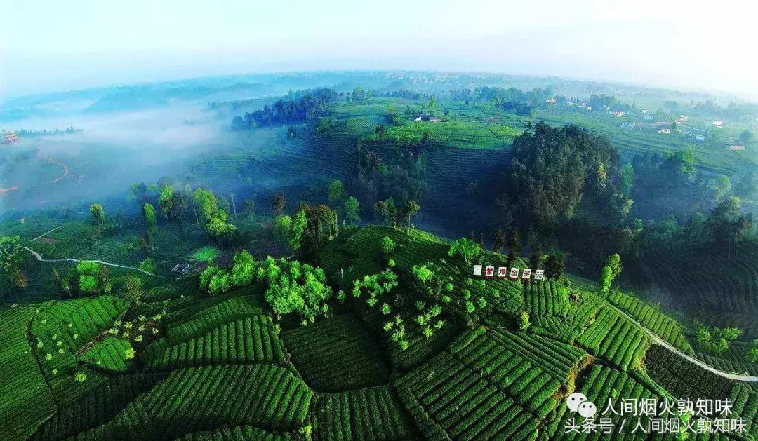 当我们在一起品茗谈心欣赏茶道时,有谁想过那些辛苦的采茶妹呢