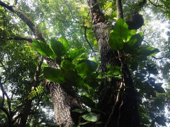 绿萝只有气根没有叶子可以扦插吗,绿萝怎样才能让叶子长得更旺盛