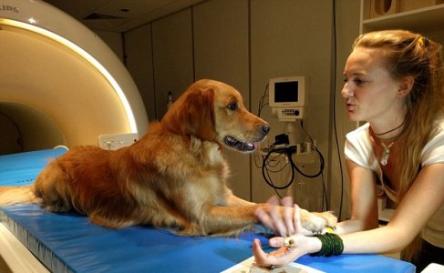 检测狗检测些什么,检测狗狗智商