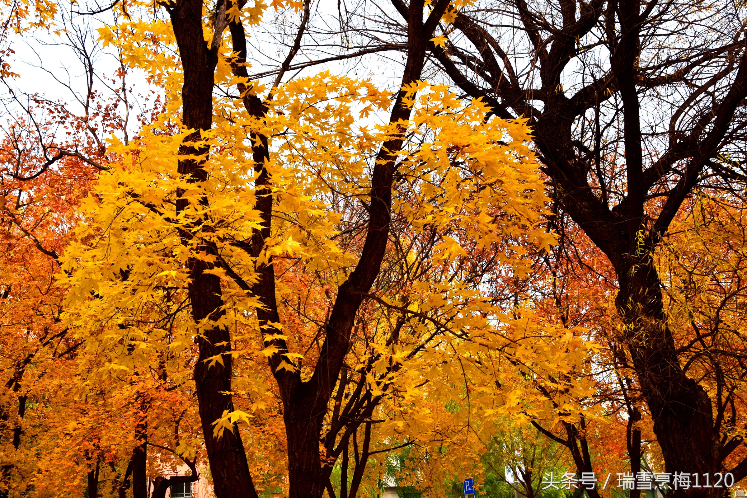 新城子街第一小学教学开放月邀请函