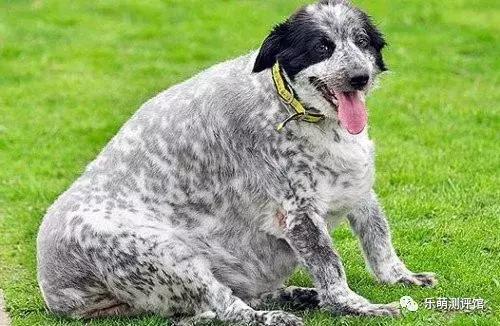 狗狗宠物冻干粮,宠物狗冻干粮