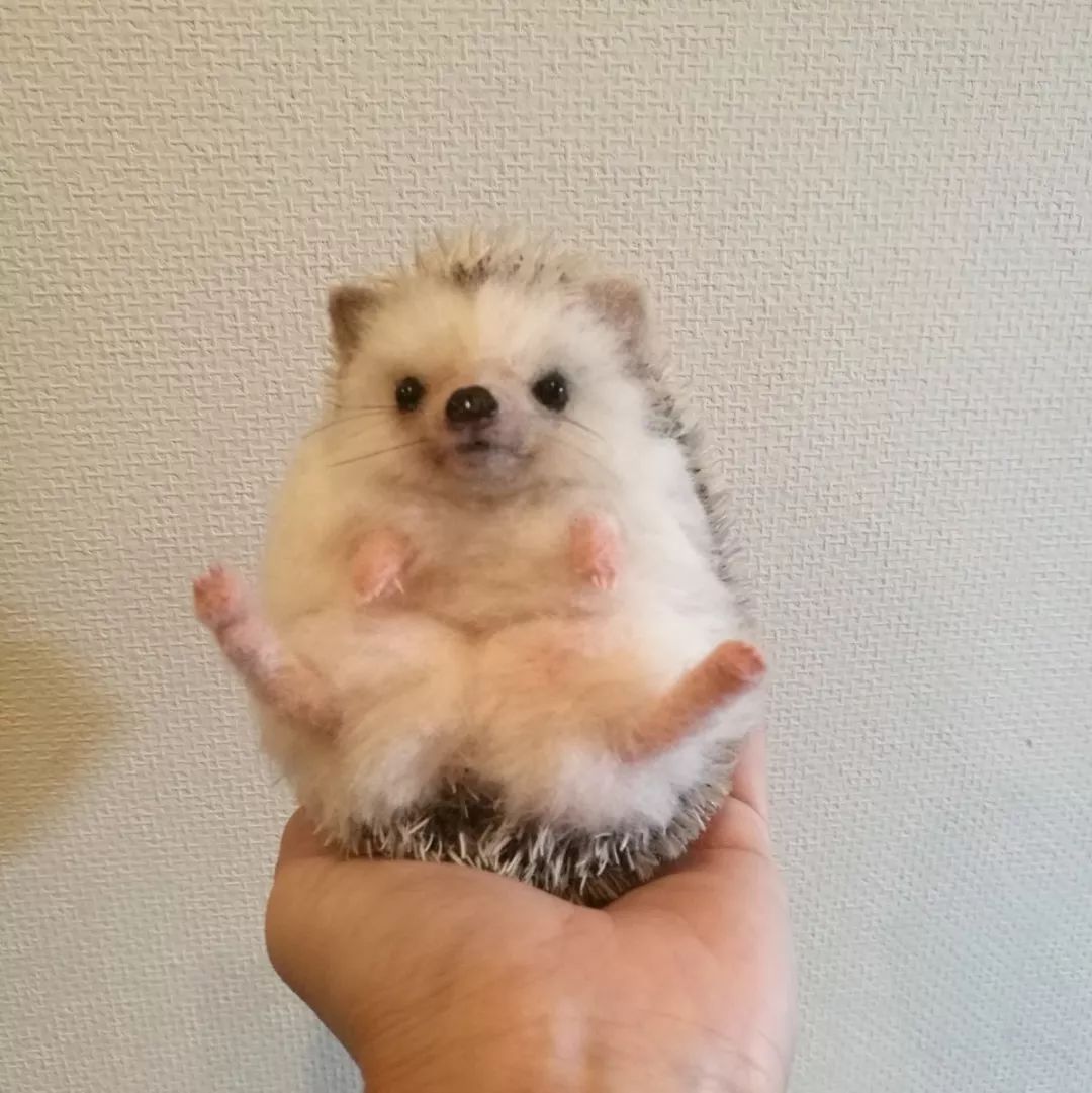 羊毛毡小动物作品初学者,小刺猬毛毡手工