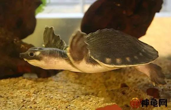 一篇帮你搞定龟冬眠的护养!(总结篇)