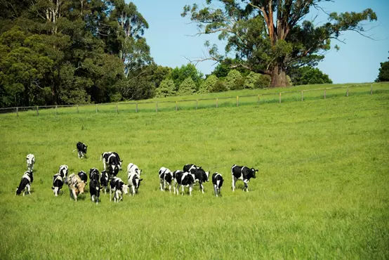 澳洲网红鲜奶店,澳洲farmhouse牛奶