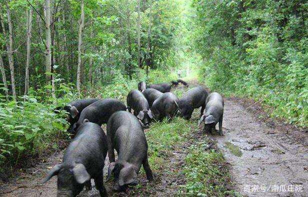 在老挝农村做种植养殖什么最赚钱,养殖小项目农村养殖什么比较靠谱