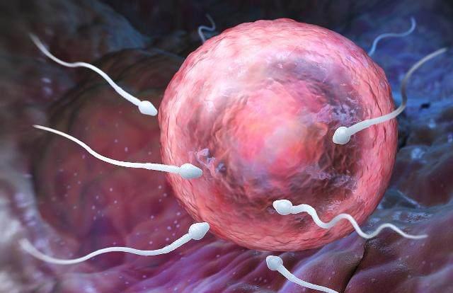 “精子”进入女人体内,没有“受精”去了哪里?或许多数人不知道