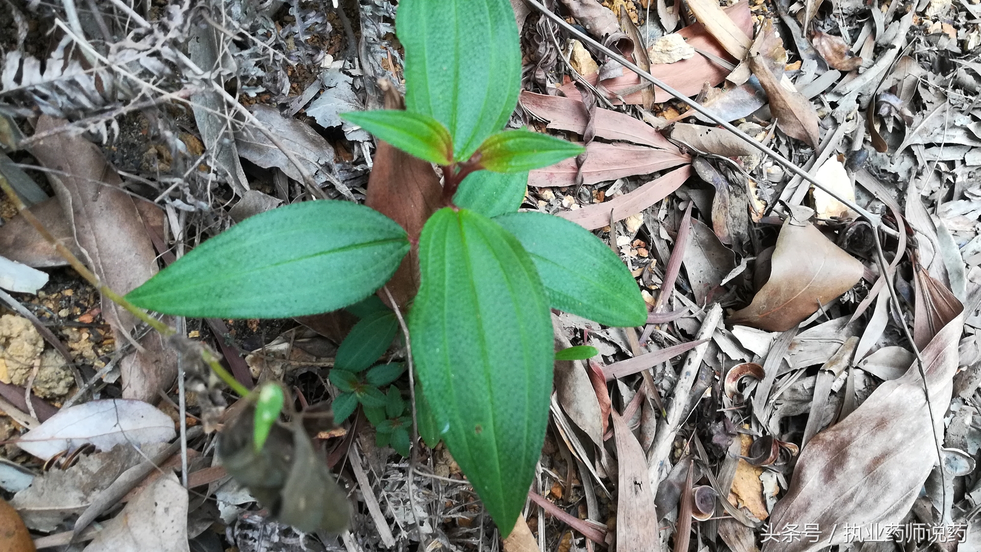 重阳节登高功效,重阳节上山挖草药视频