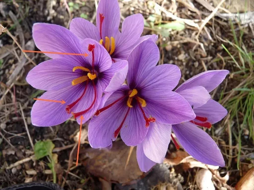 真的假的？秦岚种草Unichi藏红花，竟说有助睡眠