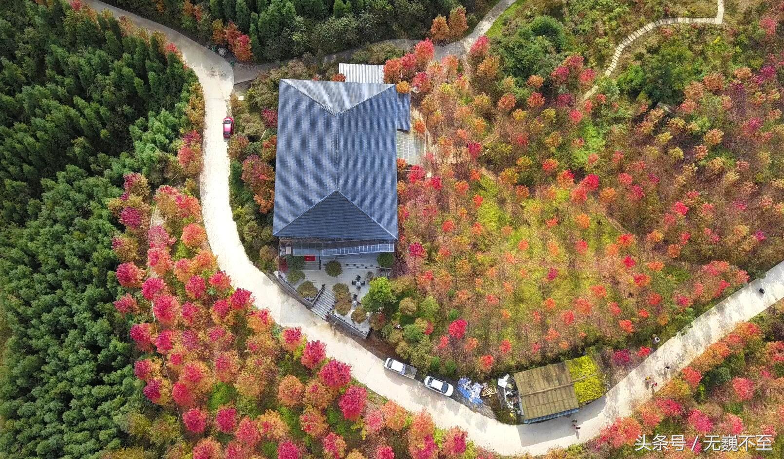 川西红枫岭赏红叶美景,成都红枫岭