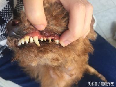 给泰迪狗狗去牙结石需要多少钱,清理泰迪牙结石需要用到哪些工具