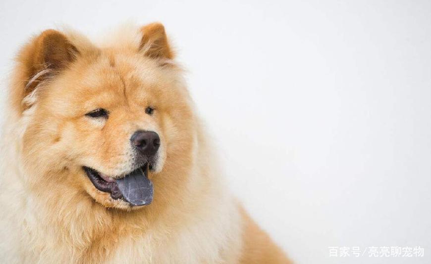 松狮幼犬吃什么比较好养活,松狮幼犬怎么喂养方法图解