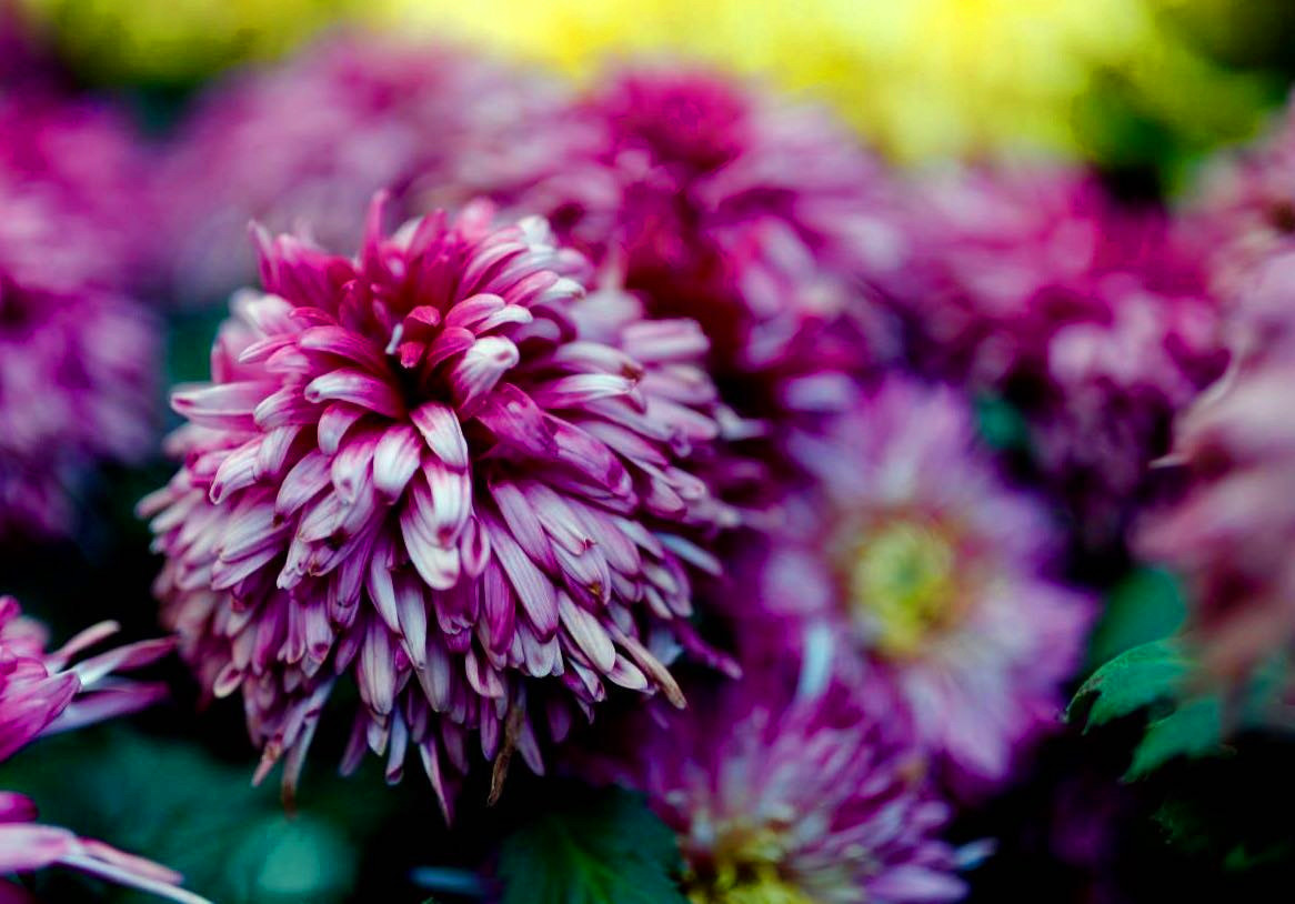 开封清明上河园龙亭两日游,自由行说走就走的旅行开封赏菊