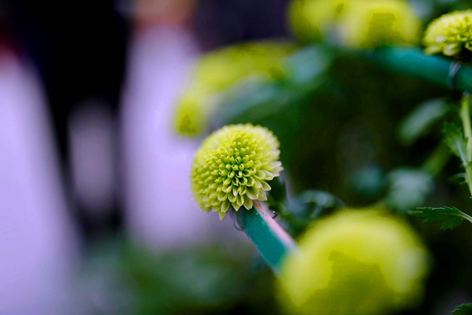 开封清明上河园龙亭两日游,自由行说走就走的旅行开封赏菊