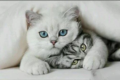 猫咪呕吐怎么办可以喂猫粮吗,猫咪怀孕呕吐吗