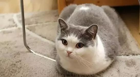 猫咪呕吐怎么办可以喂猫粮吗,猫咪怀孕呕吐吗