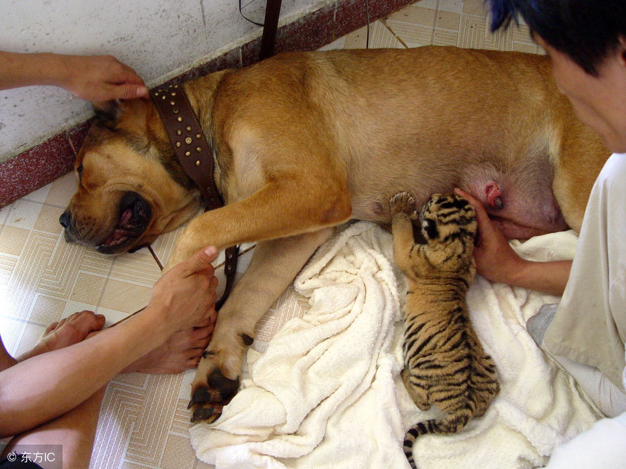 狗狗为什么会不育不孕?狗狗不孕不育该怎么办?