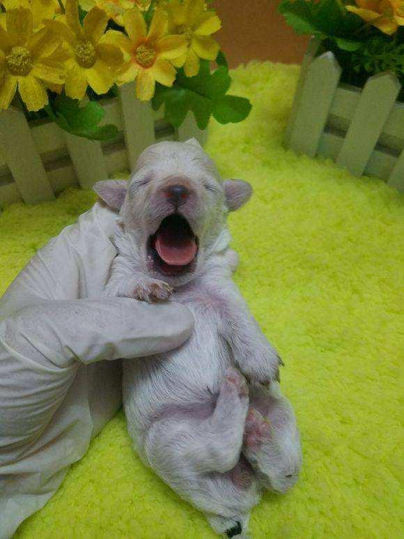 狗狗在母体孕育过程,狗狗迎接新生婴儿