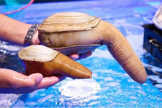 不输三亚第一市场！合肥这家店的波龙海胆帝王蟹……简直太zán了