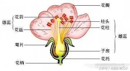 七年级生物上册北师大版知识清单,七年级上册冀少版生物所有知识