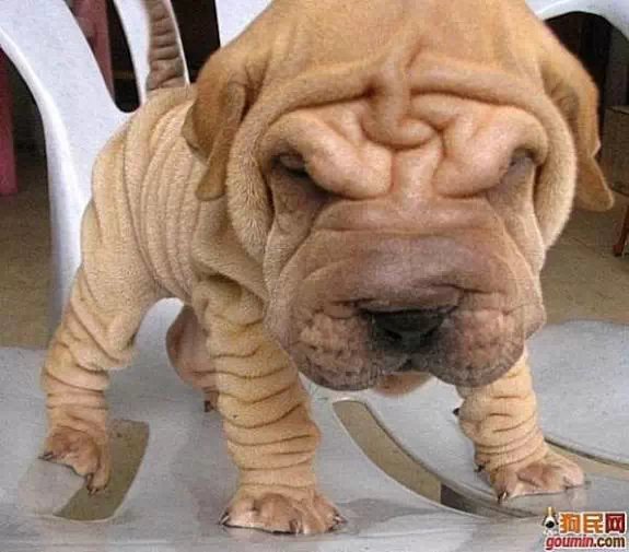 各种狗狗搞笑视频集锦,狗狗集锦