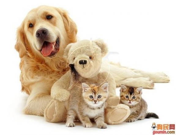 各种狗狗搞笑视频集锦,狗狗集锦