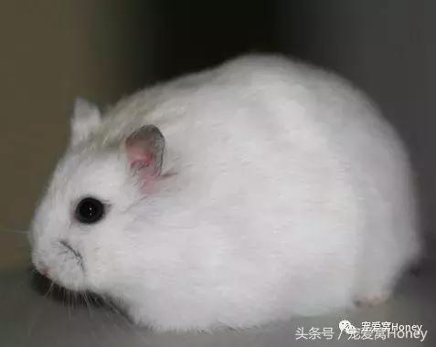 仓鼠中记忆强大的仓鼠品种,布丁仓鼠和三线仓鼠为什么会打架