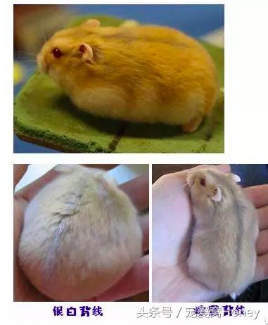 仓鼠中记忆强大的仓鼠品种,布丁仓鼠和三线仓鼠为什么会打架