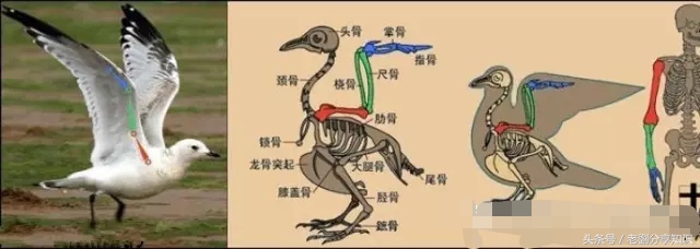 八年级上册地理生物知识,八年级上册生物知识与能力答案