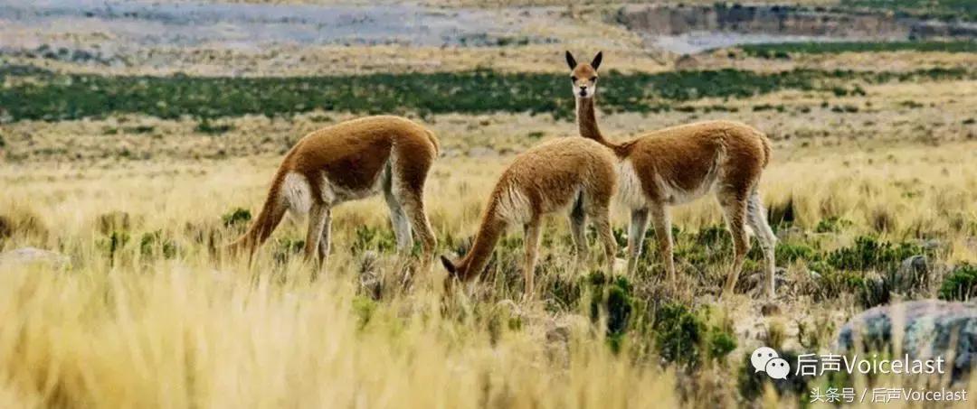 LOROPIANA（精华篇）顶奢羊绒成功之道，除了贵，可学的还有很多