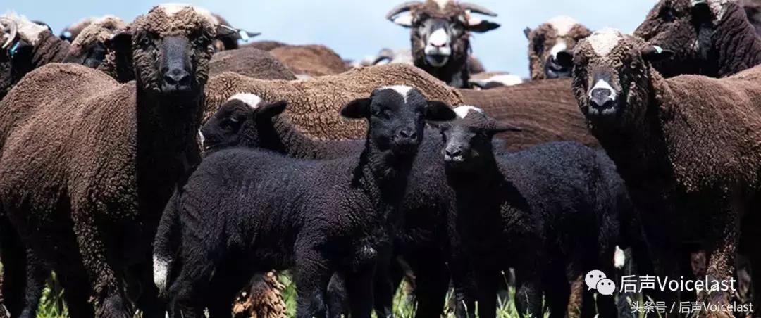 LOROPIANA（精华篇）顶奢羊绒成功之道，除了贵，可学的还有很多