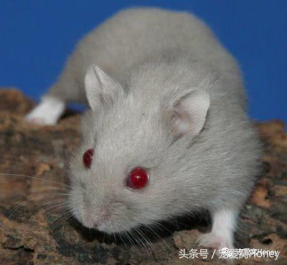 坎贝尔仓鼠品种分类大全,仓鼠比耶是什么品种