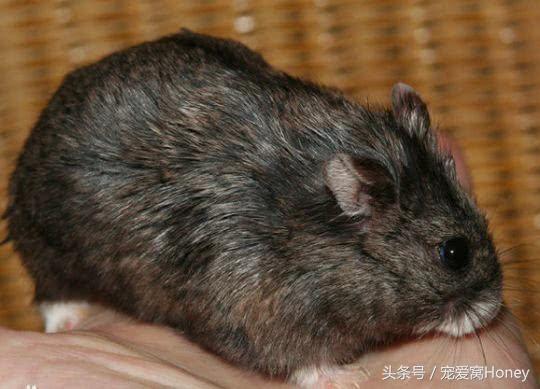 坎贝尔仓鼠品种分类大全,仓鼠比耶是什么品种